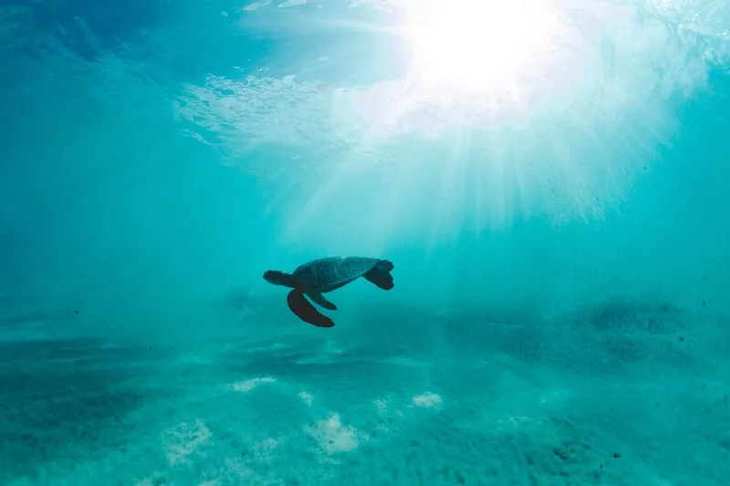 A sea turtle swimming gracefully through turquoise blue water, symbolizing biodiversity in the deep ocean.