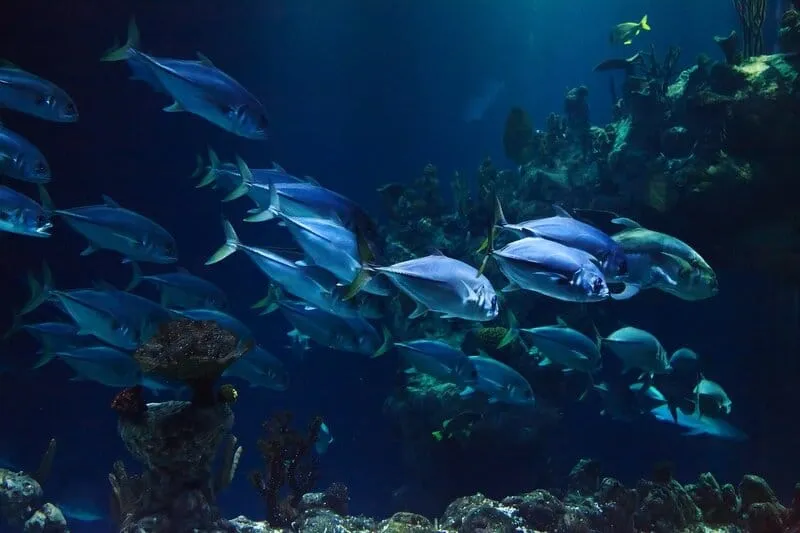 School of tropical fish swimming in the ocean, illustrating the migration of marine species to cooler waters due to climate change.