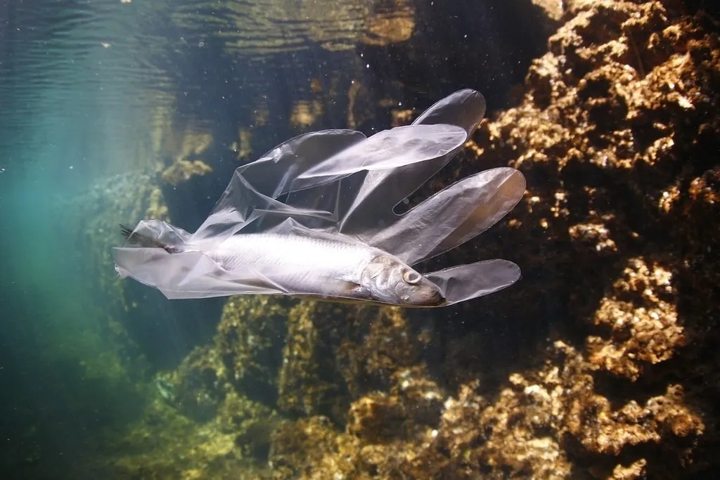 A small fish enveloped by a discarded plastic glove underwater, illustrating ocean microplastic pollution.