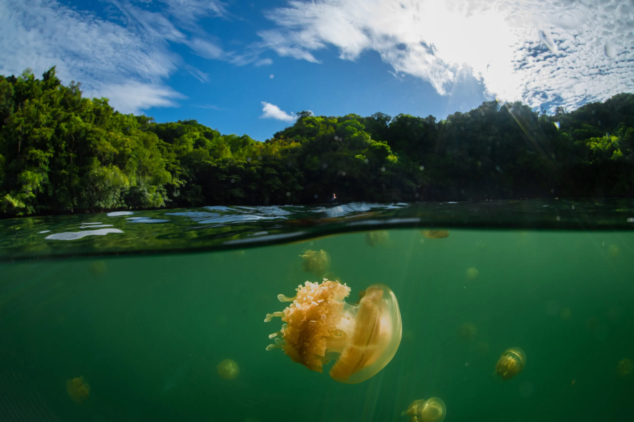 Quallen im klaren Meerwasser vor einer grünen Küste