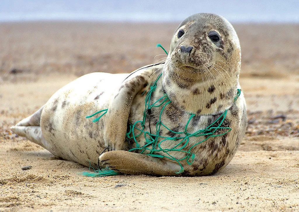 Robbe, die sich am Strand in einem Kunststoff-Fischernetz verfangen hat