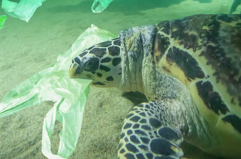 Sea turtle entangled in plastic waste, illustrating the environmental impact linked to fast fashion and the importance of ESG in fashion practices